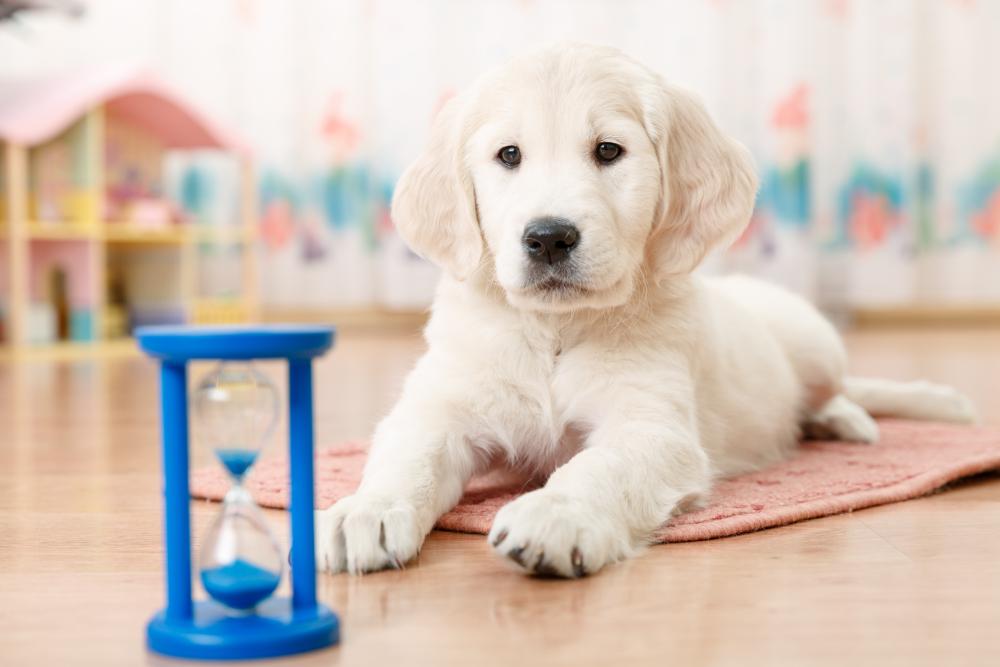 puppy looking at a sand timer